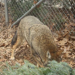 WOLF- Red Wolf Enrichment