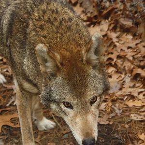 WOLF- Red Wolf