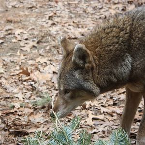 WOLF- Red Wolf Enrichment