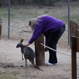 visitor petting kangaroo