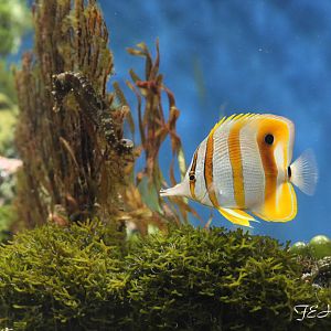 lined seahorse, copperband butterfly