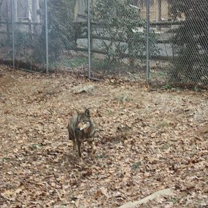 WOLF- Red Wolf Running