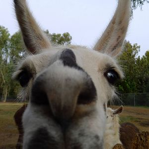 llama closeup