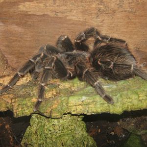 Goliath Bird-eating Spider