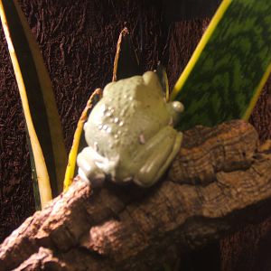 Waxy Monkey Frog (Phyllomedusa stellatum)