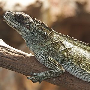 Weber's Sailfin Lizard (Hydrosaurus weberi)