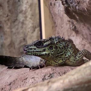 Hydrosaurus amboinensis