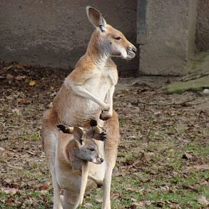 Macropus rufus