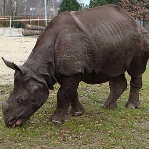 Rhinoceros unicornis