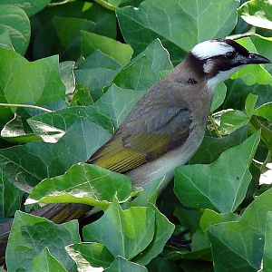 Pycnonotus sinensis sinensis / Light-vented Bulbul (Jiangsu Province)