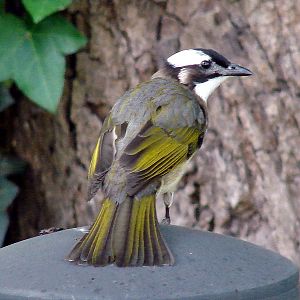 Pycnonotus sinensis sinensis / Light-vented Bulbul (Jiangsu Province)