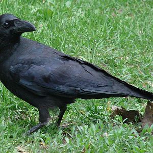 Corvus macrorhynchos mandshuricus / Jungle Crow (Hebei Province)