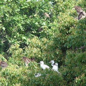 Black-crowned Night-heron (Nycticorax nycticorax) and Little Egret (Egretta