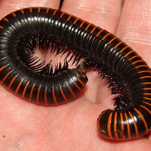 Spirobolus walkeri (Zhejiang Province)