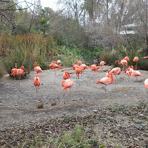 American flamingo flock