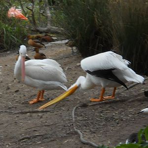 American white pelicans
