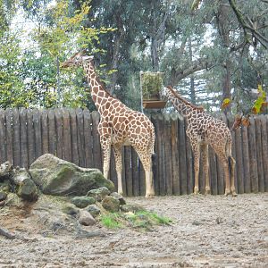 Masai giraffe and reticulated giraffe