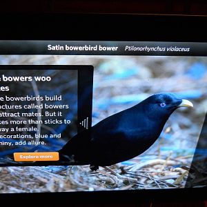 Bower bird bower interpretive graphic