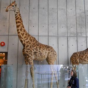 Masai giraffes