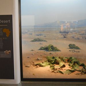 Africa Hall Namib desert diorama