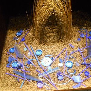 Bower bird bower