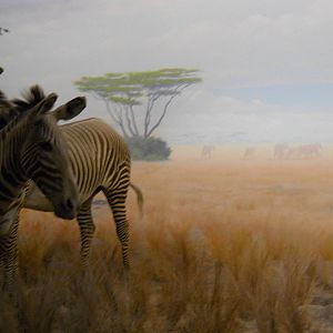 African elephant herd projection