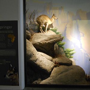 African Hall klipspringer diorama