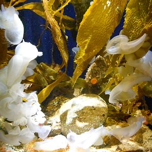 Steinhart Aquarium lion's mane nudibranchs