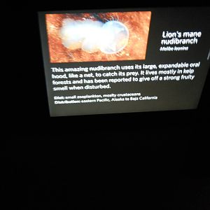 Lion's main nudibranchs interpretive sign