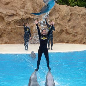 Dolphin show, December 2012