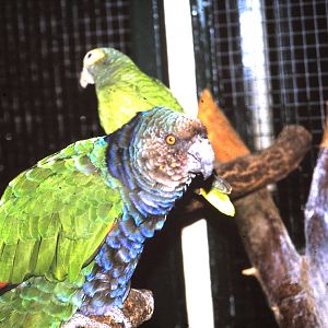 imperial amazon parrot