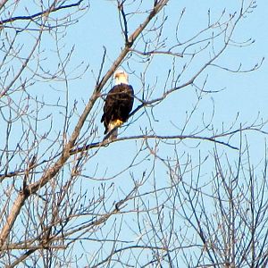 Bald Eagle