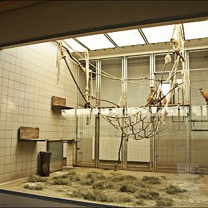 Monkey house at Berlin Tierpark