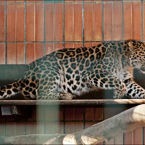 Amur leopard at Berlin Tierpark