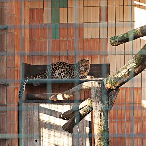 Amur leopard at Berlin Tierpark