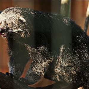 Binturong at Berlin Tierpark