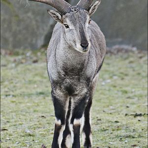 Blue sheep at Berlin Tierpark