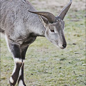 Blue sheep at Berlin Tierpark