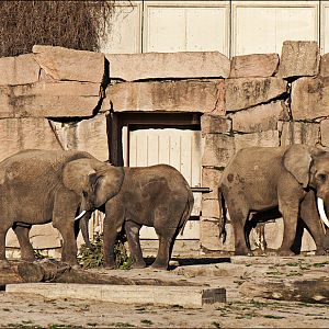 African elephants at Berlin Tierpark