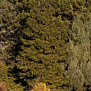 Trees at Berlin Tierpark