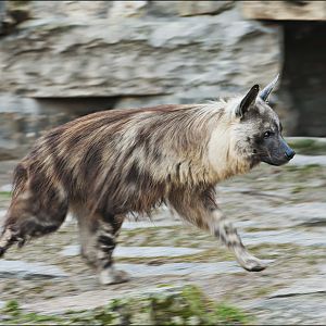 Brown hyena at Berlin Tierpark