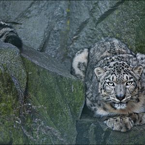 Snowleopard at Berlin Tierpark