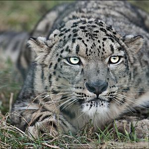 Snowleopard at Berlin Tierpark