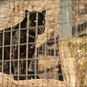 Jaguar at Berlin Tierpark