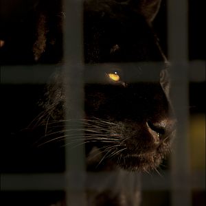 Jaguar at Berlin Tierpark