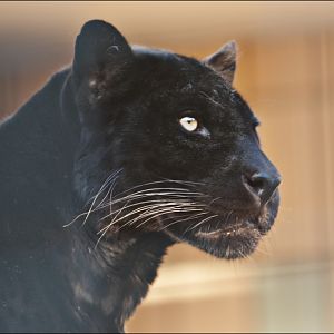 Jaguar at Berlin Tierpark