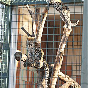 Java leopards at Berlin Tierpark