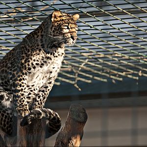 Java leopard at Berlin Tierpark
