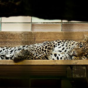 Java leopard at Berlin Tierpark