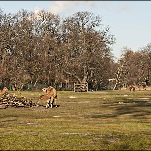 Camel exhibits at Berlin Tierpark